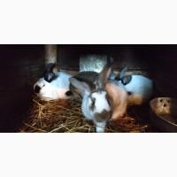 Продам кроликов