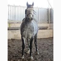 Продажа шикарной кобылы