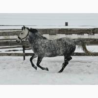 Продажа шикарной кобылы