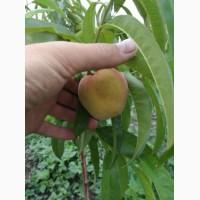 Персик 8 сортів