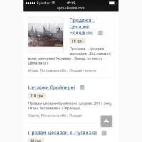 Куплю парочку цесарок