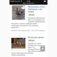 Куплю парочку цесарок