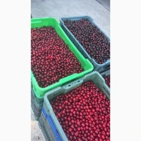 Продам вишню тільки оптом