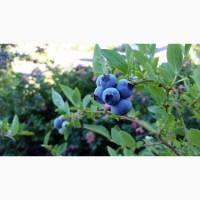 Продам кущі ЛОХИНИ (оптом)