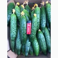 Продам Огурцы