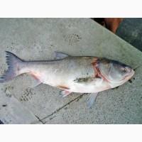 Продам толстолоба