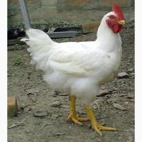 Продам бройлеров
