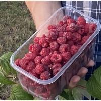Продам малину и яблоко