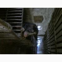 Хряк. Породы Беркшир