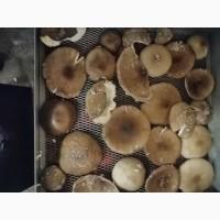 Продам мухомор пантерний, унікальний