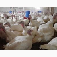 Продам суточных индюшат породы Биг-6