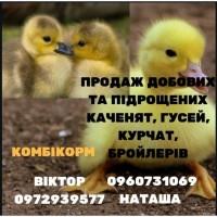 Бройлер, м#039;ясо - яєчні курчата Мастер Грей, Іспанка, Редбро, Комбікорм