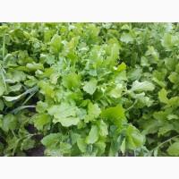 Руккола Африканского сорта