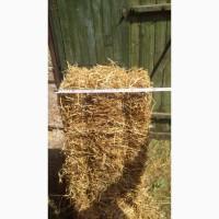 Сіно люцерни в квадратних тюках! Перший укос 2021р. Вага тюка 12-14кг