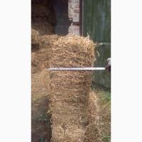 Сіно люцерни в квадратних тюках! Перший укос 2021р. Вага тюка 12-14кг