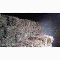 Сіно люцерни в квадратних тюках! Перший укос 2021р. Вага тюка 12-14кг