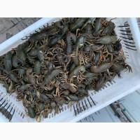 Куплю живых раков оптом