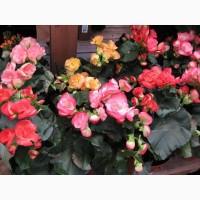 Продам семена бегонии Вечноцветущая, смесь