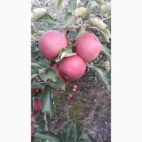 Продам Декоста