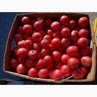 Продам помідори розові