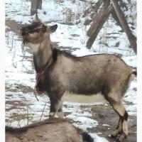 Розпродаж альпійських кіз