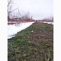 Продам черенки голубіки