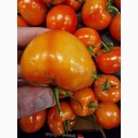 Помідор, томат Польща