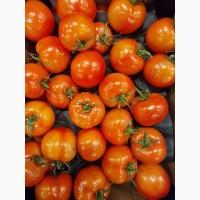 Помідор, томат Польща