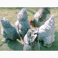 Кохінхін ізабелла, блакитний, лимон. Кури, курчата, яйце інкубаційне