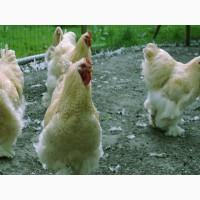 Кохінхін ізабелла, блакитний, лимон. Кури, курчата, яйце інкубаційне