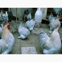 Кохінхін ізабелла, блакитний, лимон. Кури, курчата, яйце інкубаційне