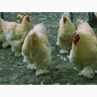 Кохінхін ізабелла, блакитний, лимон. Кури, курчата, яйце інкубаційне