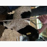 Баранчики крос дорпера 50% і 75%