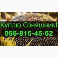Підприємство переробник, закуповує СОНЯШНИК у необмежених обсягах