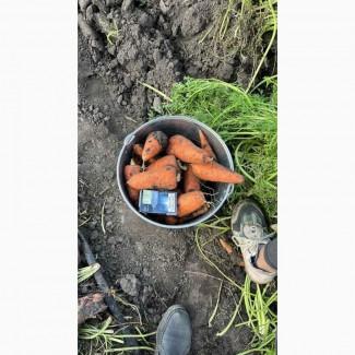 Продажи морковку