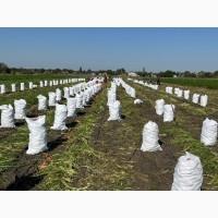 Продажи морковку