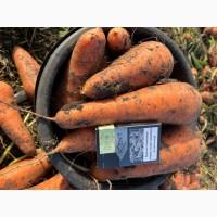 Продажи морковку