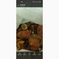 Продам мухомор сушений