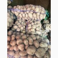 Продам картоплю бела роса