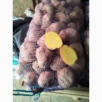 Продам картоплю бела роса
