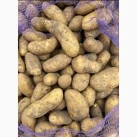 Продам Картофель оптом цена 14грн Доставлю