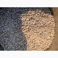 Продам квасолю Неві бінс