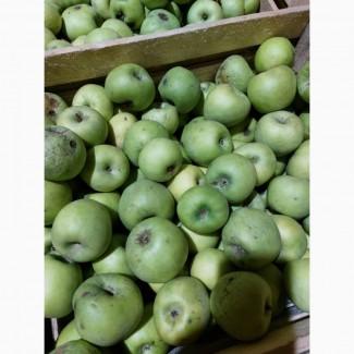 Продам яблука на сушку, сік, пюре, повидно