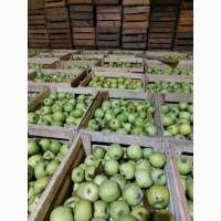 Продам яблука на сушку, сік, пюре, повидно