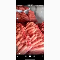 Продам морковь