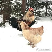 Яйця для інкубації фавероль курчата