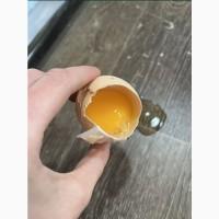 Куриные яйца С0 С1 Оптом с доставкой