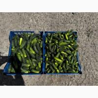 Продам польовий огірок