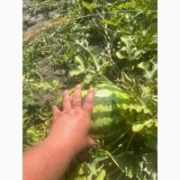 Кавун 2 катка