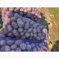 Продам товарну картоплю, сорт Белла Роса